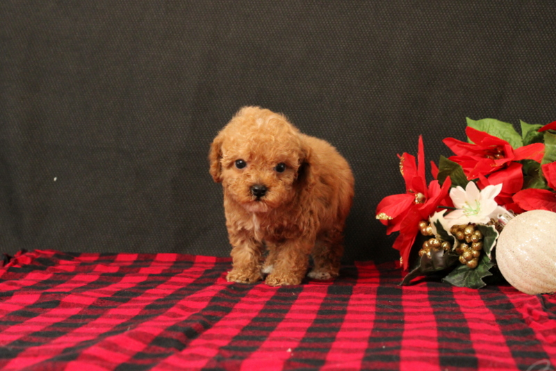 puppy, for, sale, Cavapoo, Matthew B. Stoltzfus, dog, breeder, Gap, PA, dog-breeder, puppy-for-sale, forsale, nearby, find, puppyfind, locator, puppylocator, aca